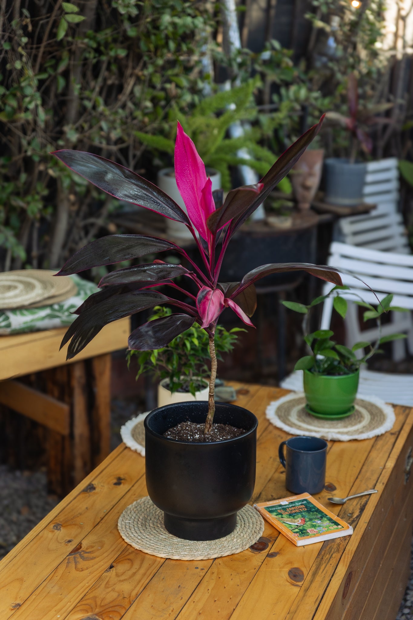 Dracena Cordyline | Planta tropical colorida | Comprar