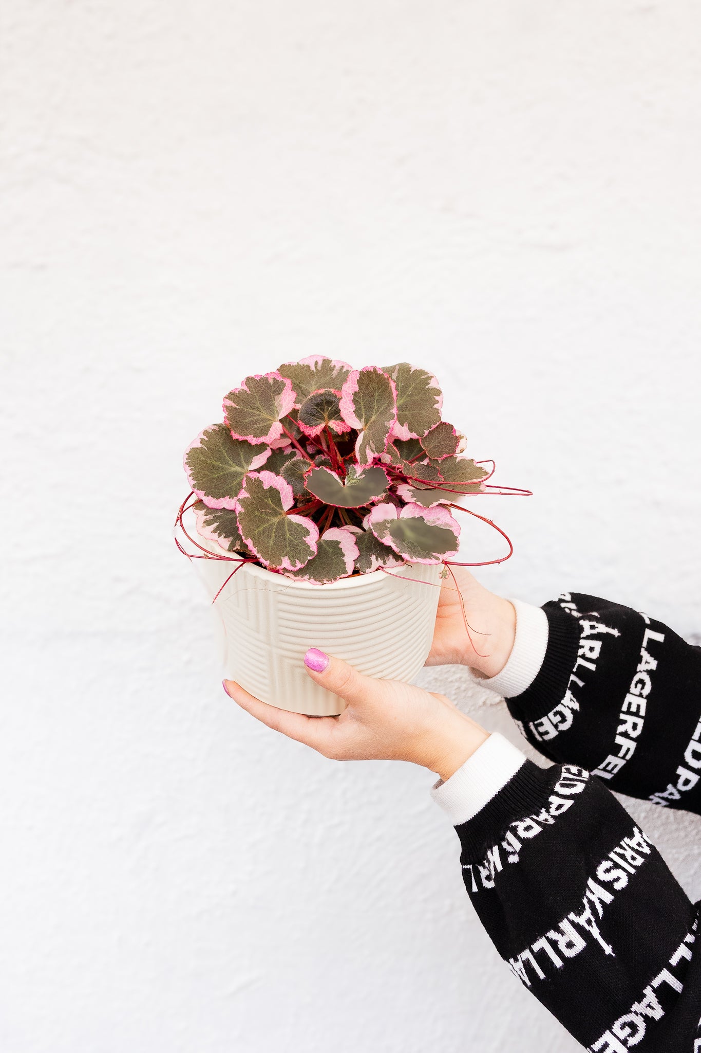 Saxifraga Pink