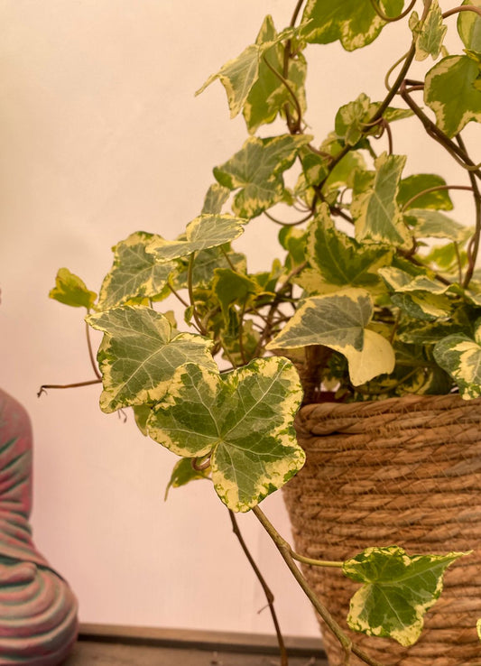 Hiedra Variegada - Hedera helix