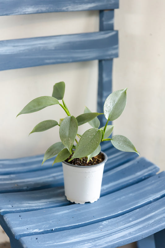 Filodendro Hastatum Silver