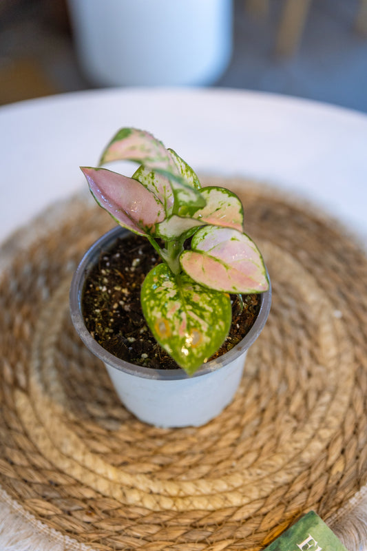 Aglaonema Auspicious