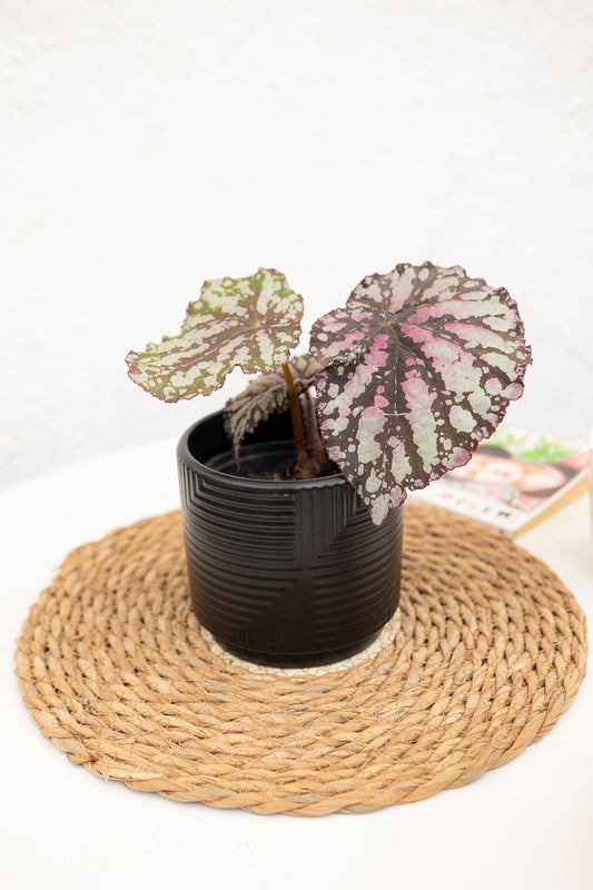 Begonia Rex