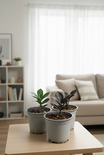 Zamioculca Zamiifolia ZZ