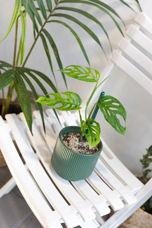 Monstera Adansonii Esqueleto