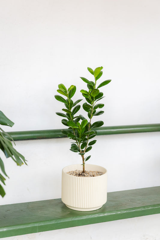 Ficus Moclame