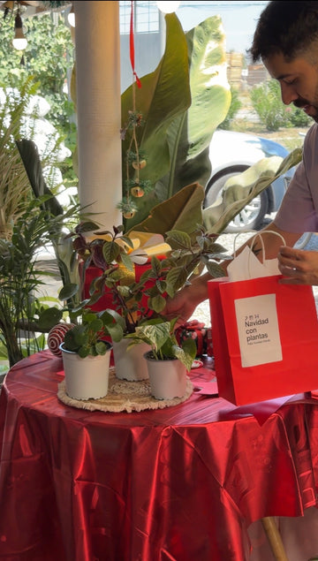 Pack Abundancia 2026