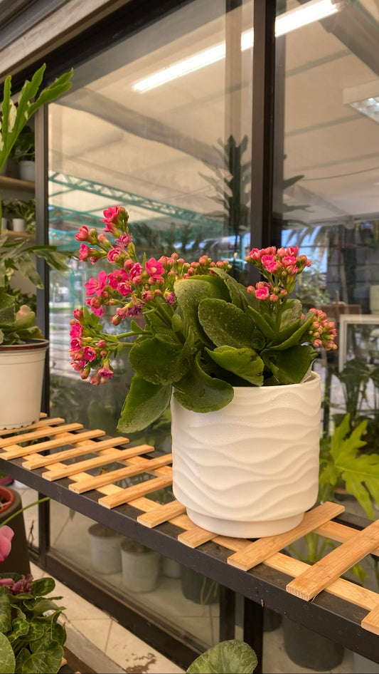 Kalanchoe blossfeldiana