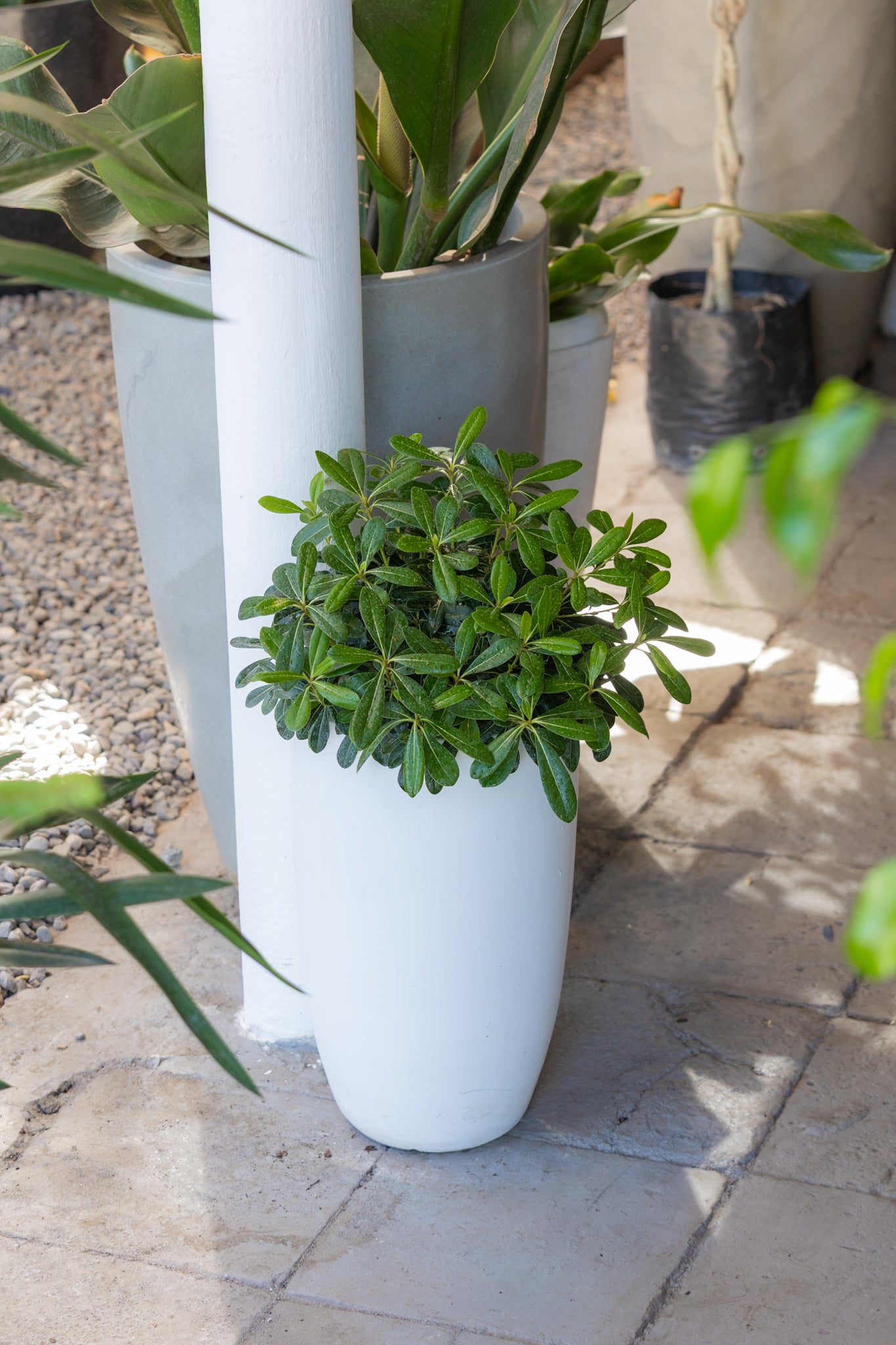 Pittosporum