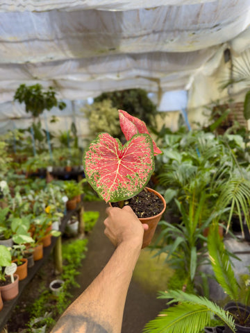 Caladium Slippers