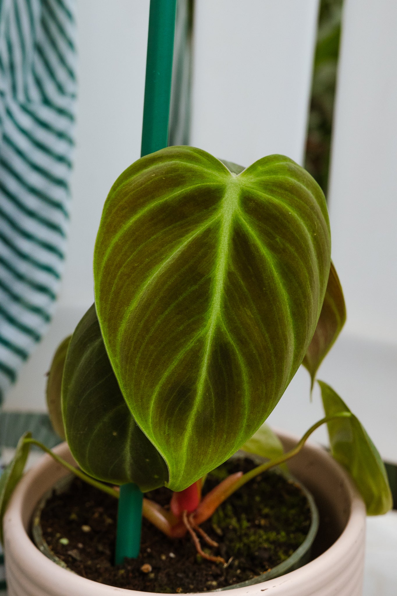 corteza de philodendron Filodendro Choco Red | Planta de hojas oscuras | Comprar
