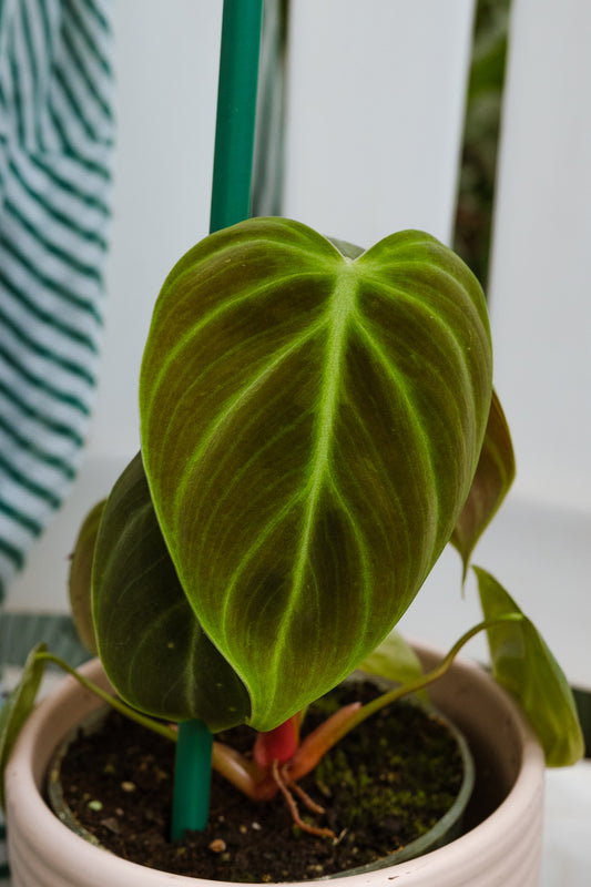 Filodendro Choco Red