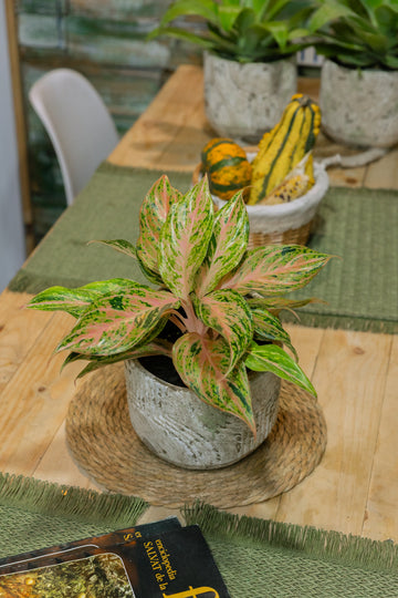 Aglaonema Pink Butterfly