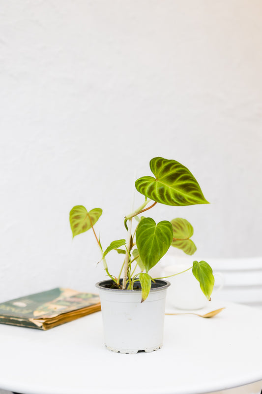 Filodendro verrocosum