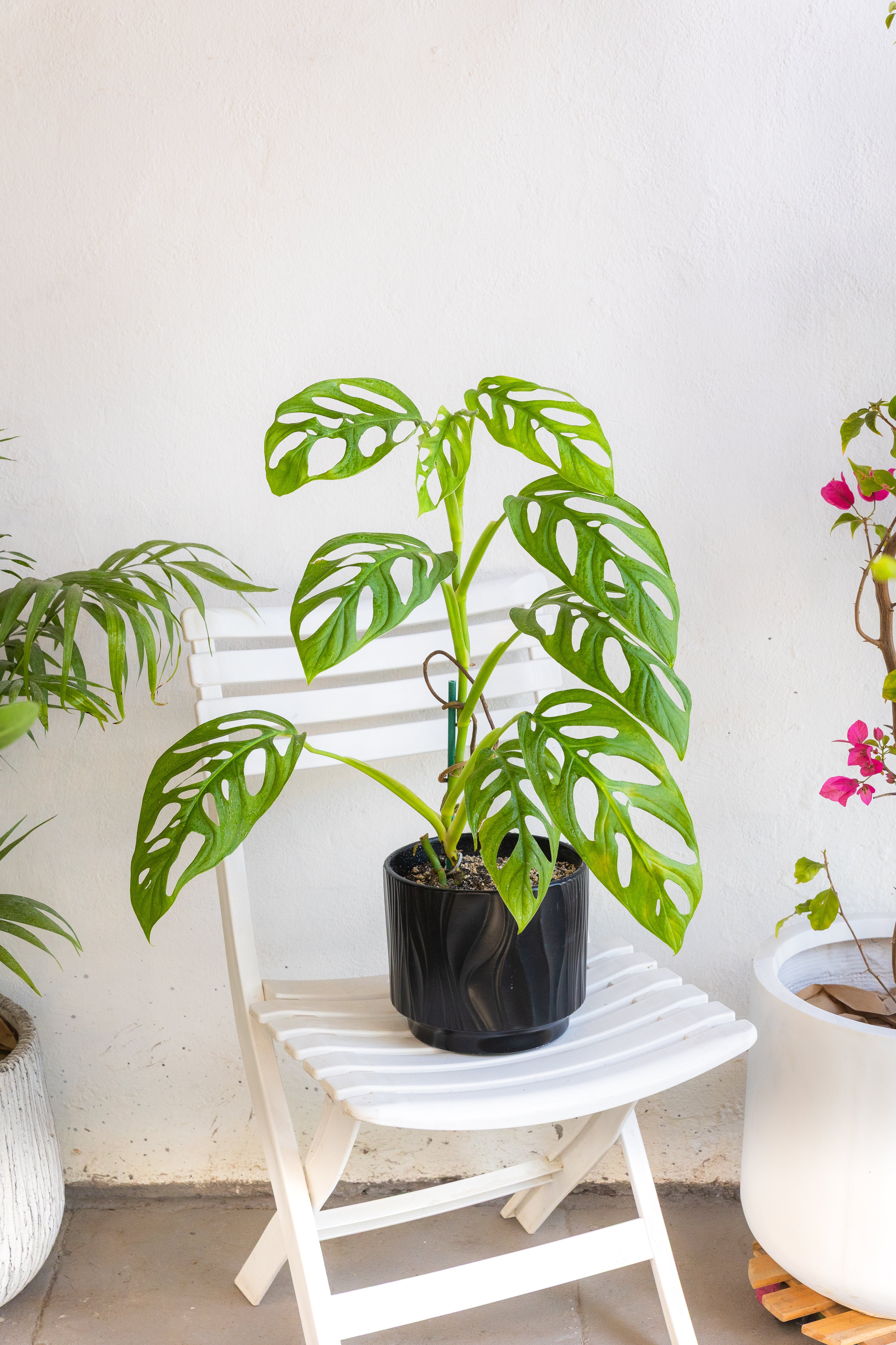 Monstera Adansonii Esqueleto | Planta exótica | Comprar