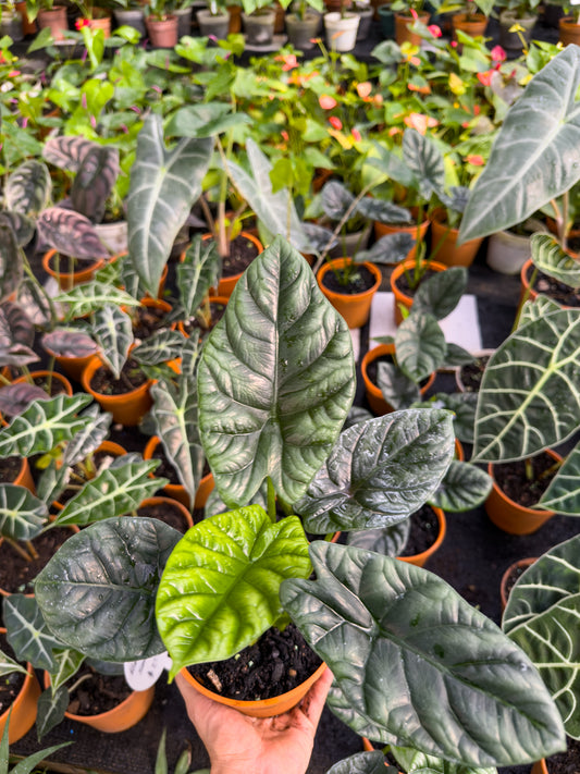Alocasia Bisma XL