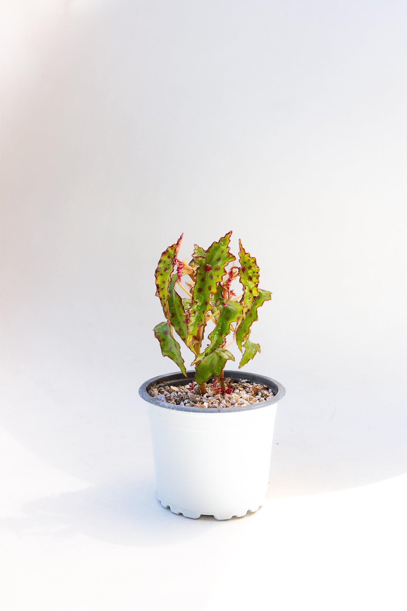 Begonia Amphioxus