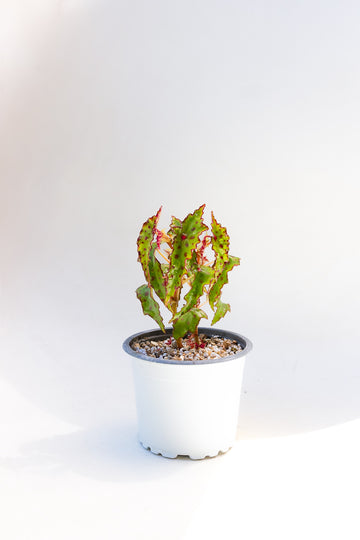 Begonia Amphioxus