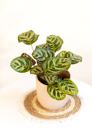 Calathea Makoyana