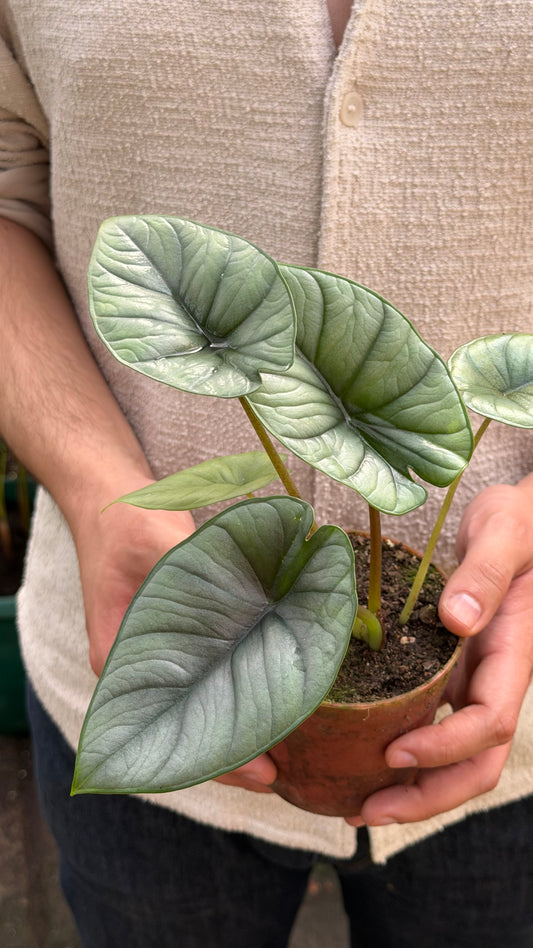 Alocasia Silver Dragon