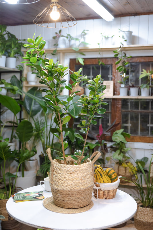 Ficus Moclame