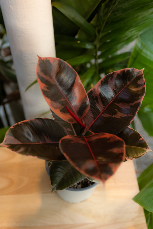 Ficus Ruby Gomero