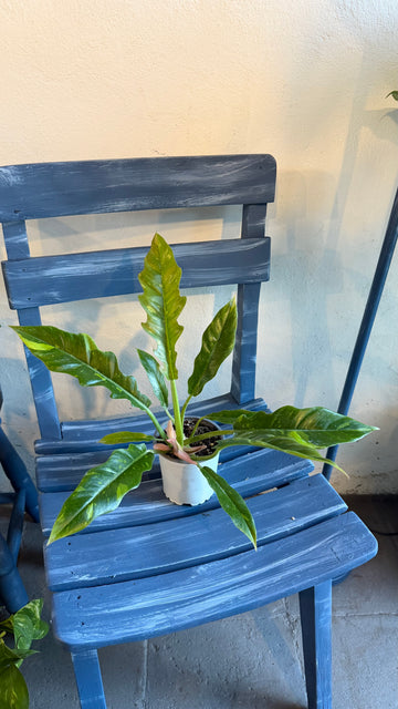 Filodendro Ring Of Fire Variegado