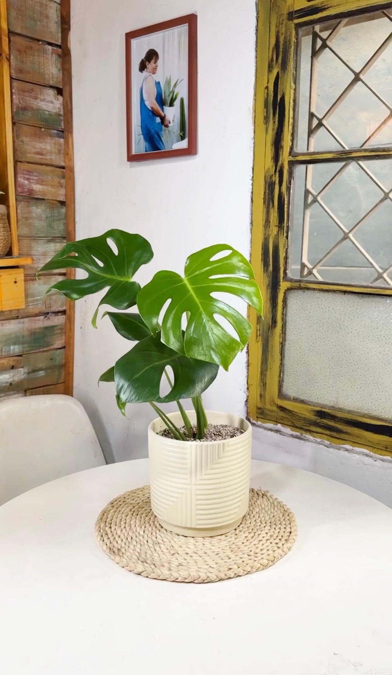 plantas de interior monstera cuidados Monstera Deliciosa | Planta de interior | Comprar · Envío Chile