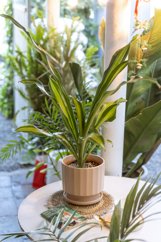 Palo Brasil o Palo de agua Dracena Fragans Gold Cord