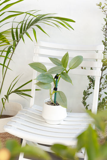 Filodendro Hastatum Silver