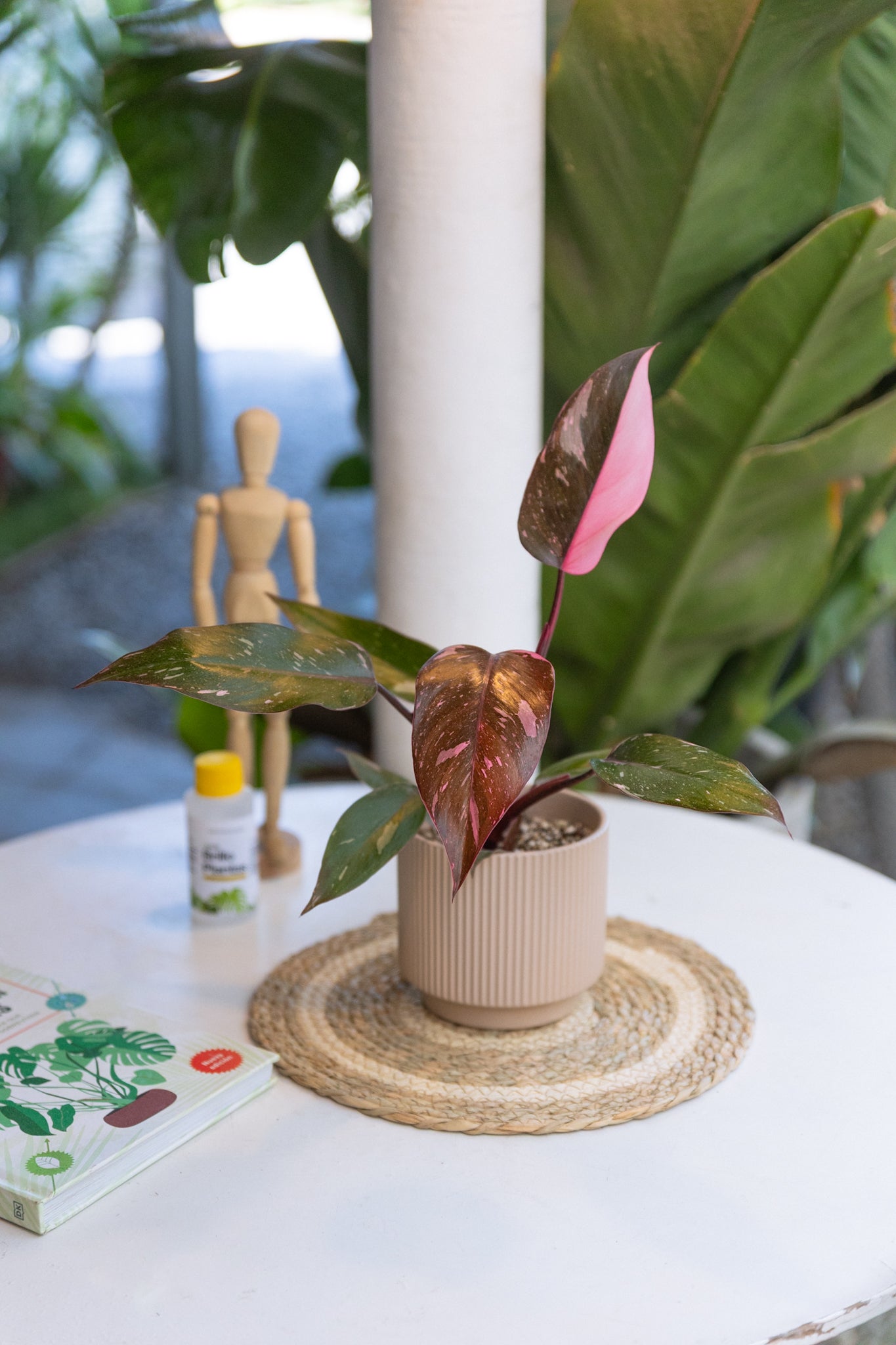 Philodendron Pink Princess | Comprar planta | Kenaz Chile