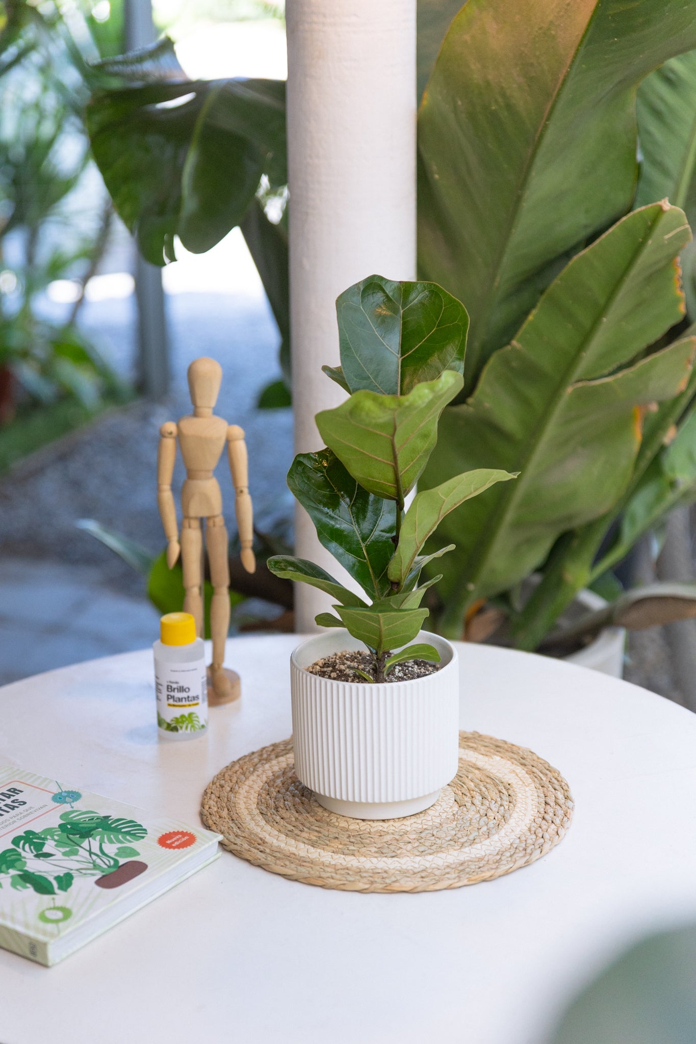 Ficus Lyrata Bambino