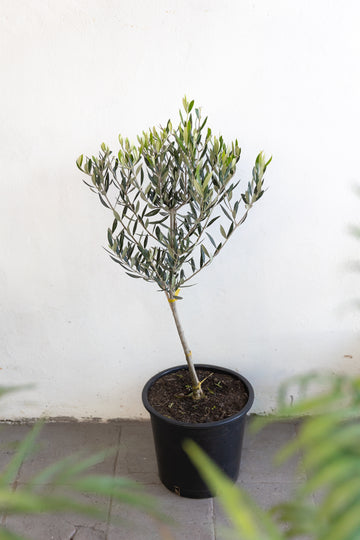 Olivo XL