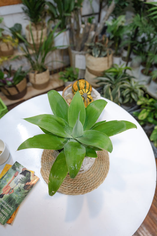 Agave Attenuata
