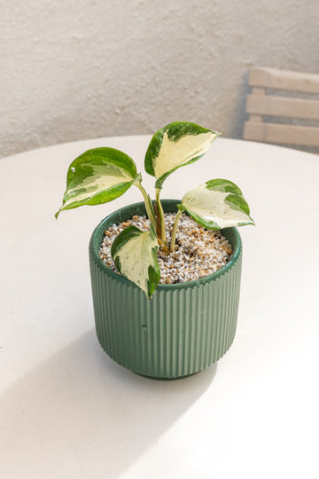 Pothus Manjula
