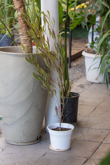 Stenocarpus