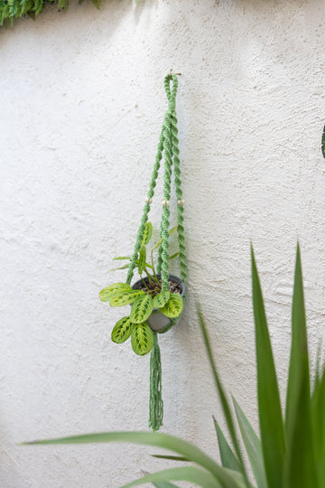 Colgante Macramé Planta Nogal