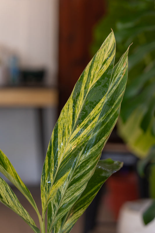 Alpinia Variegada