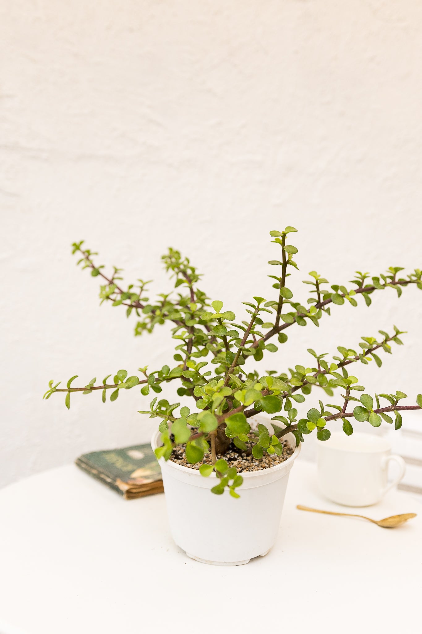 planta de jade pequeña Árbol de Jade · Planta suculenta de interior | Comprar