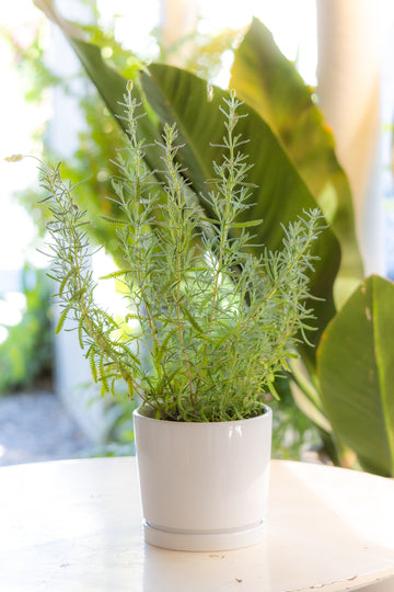Lavanda