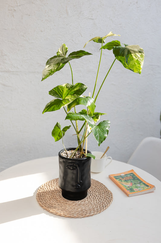 Singonio Variegado