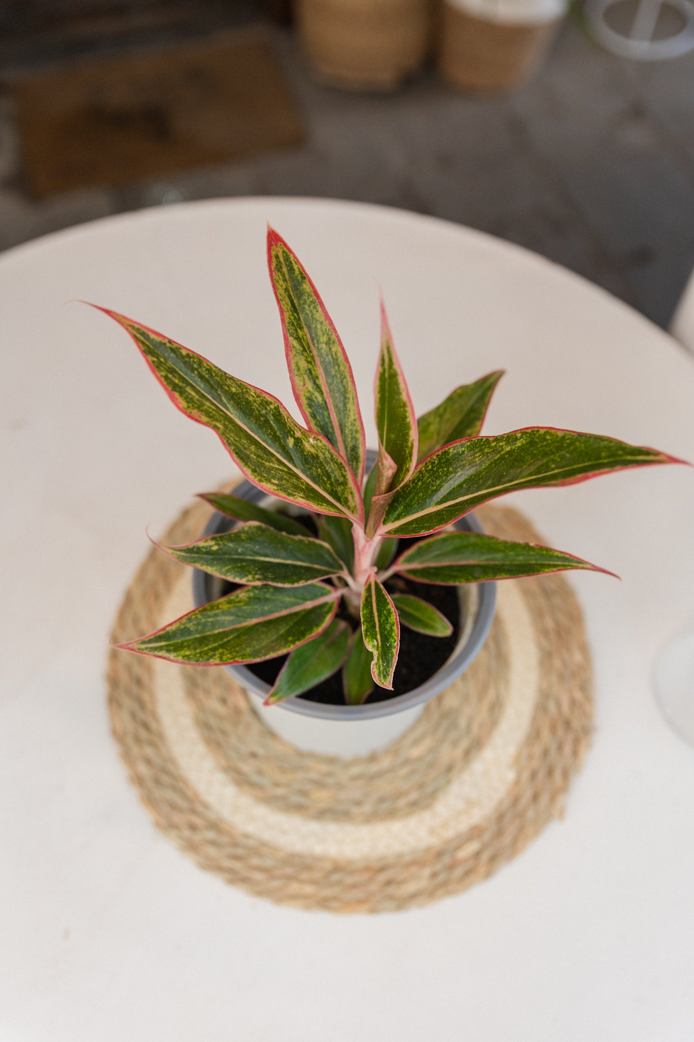 aglaonema siam aurora cuidados Aglaonema Siam Aurora | Planta roja intensa de interior