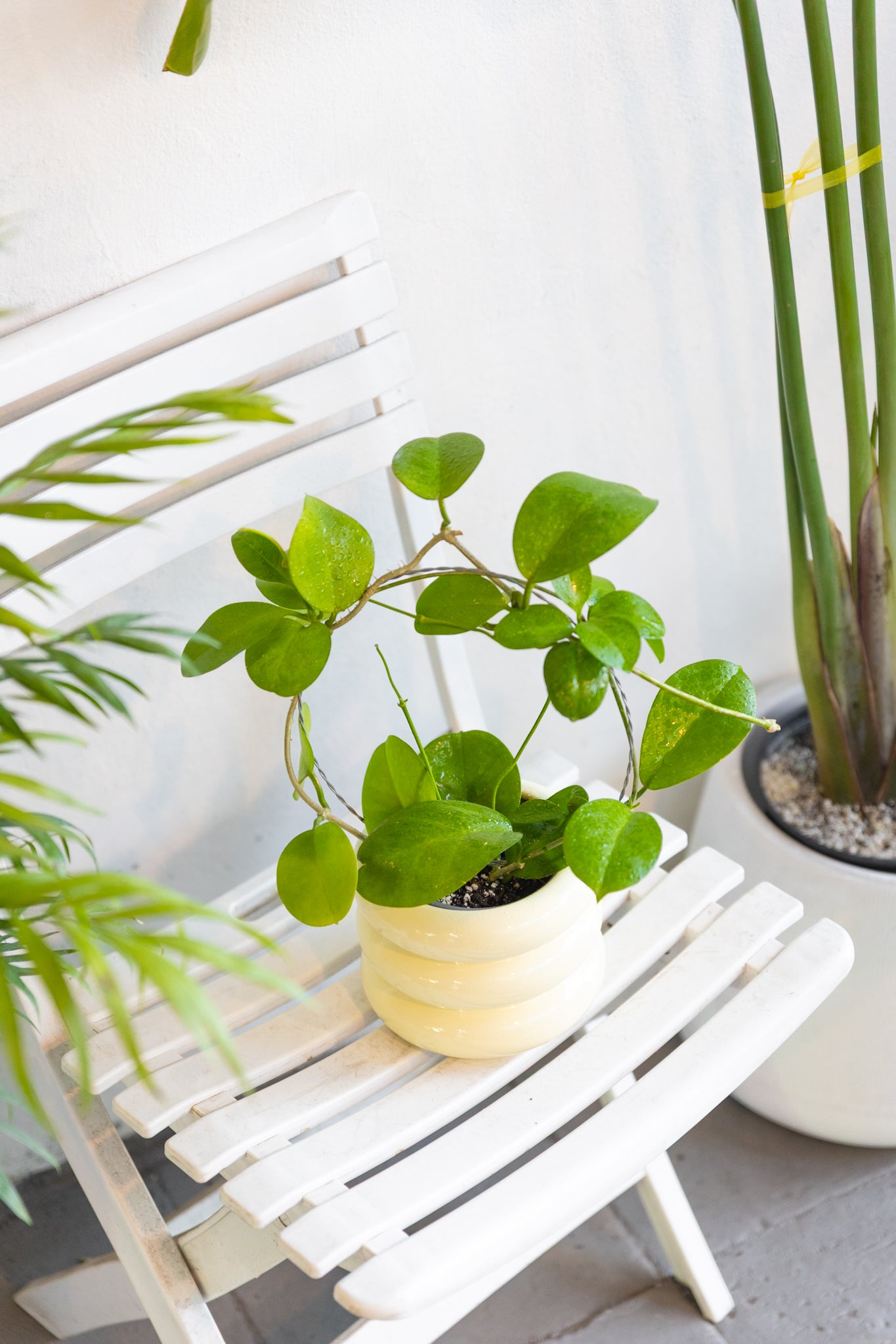 Hoya coin mini (karimantan) 　約５センチカップ Hoya Australis | Planta colgante con flor | Comprar | Kenaz