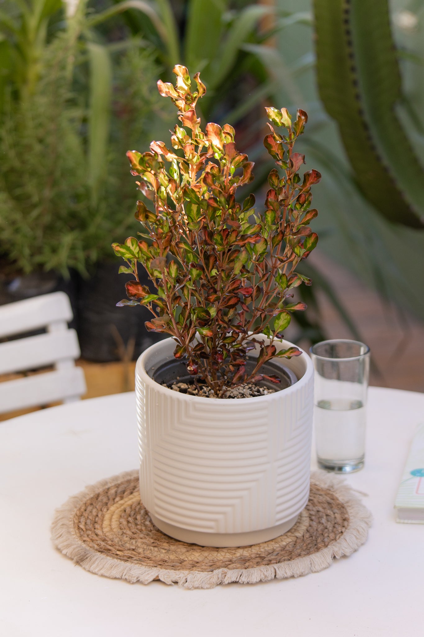 mog.pepe　ミネラルカシス、ラベンダー、レモン、ヒノキ2 Coprosma | Arbusto de hojas brillantes | Comprar | Kenaz