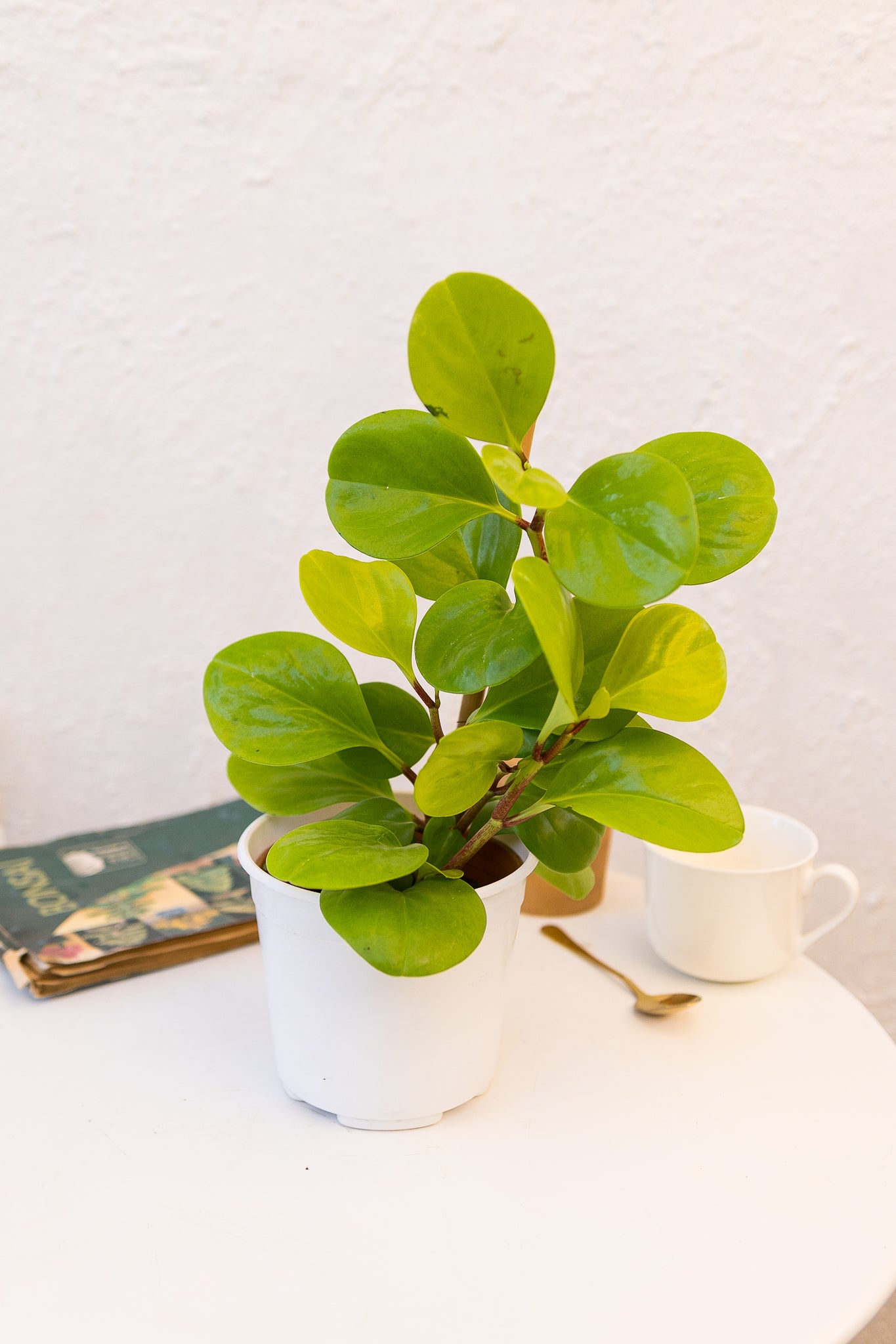 Peperomia Obtusifolia Lemon