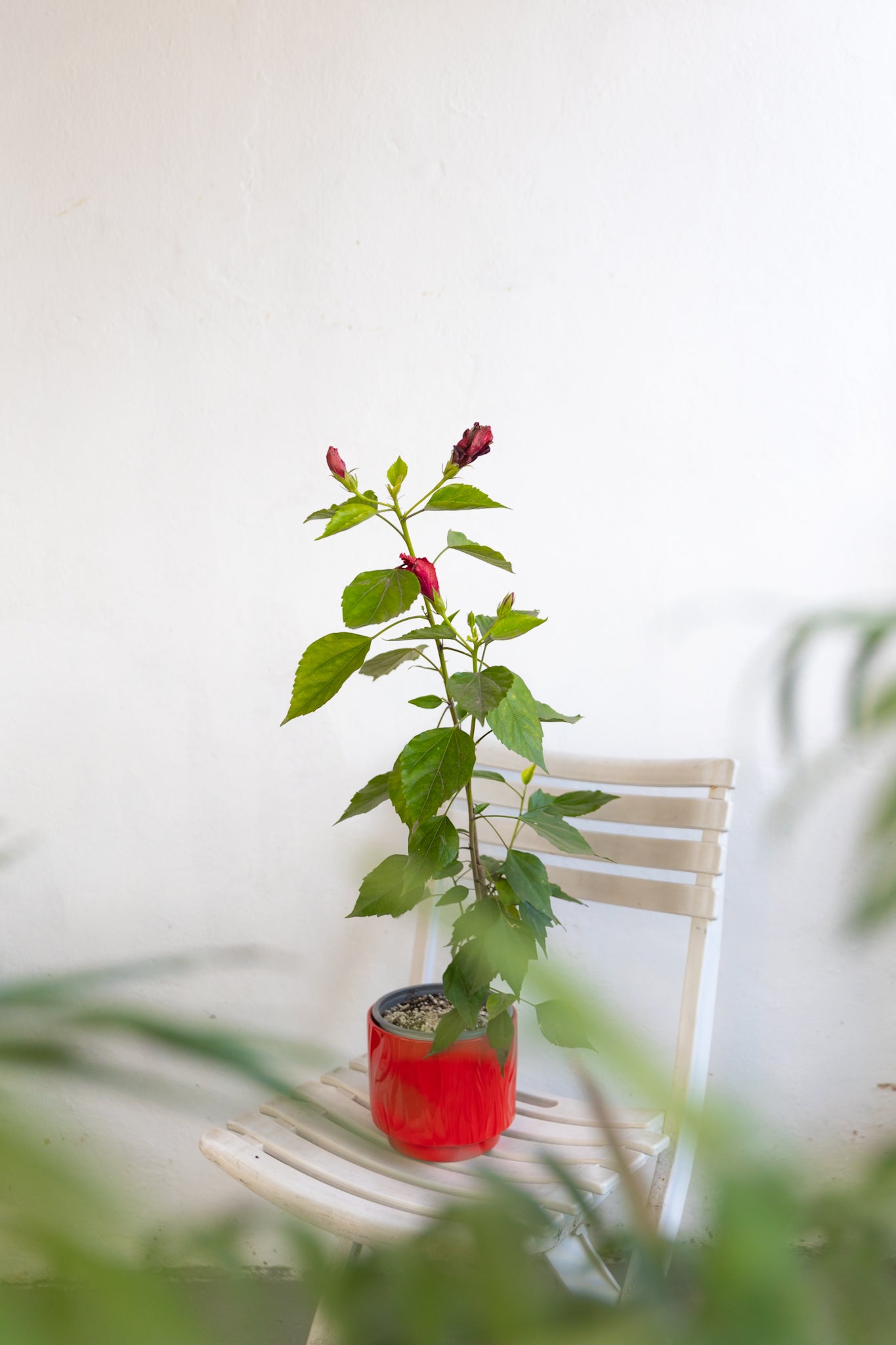 Hibisco