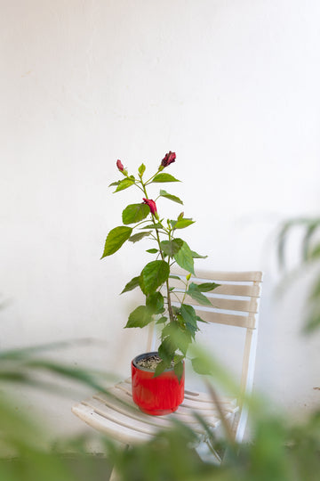 Hibisco