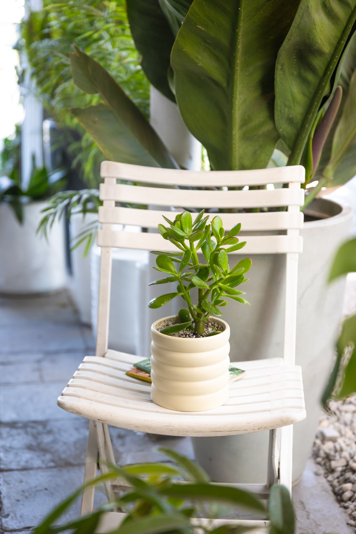 Jade (Crassula Ovata)