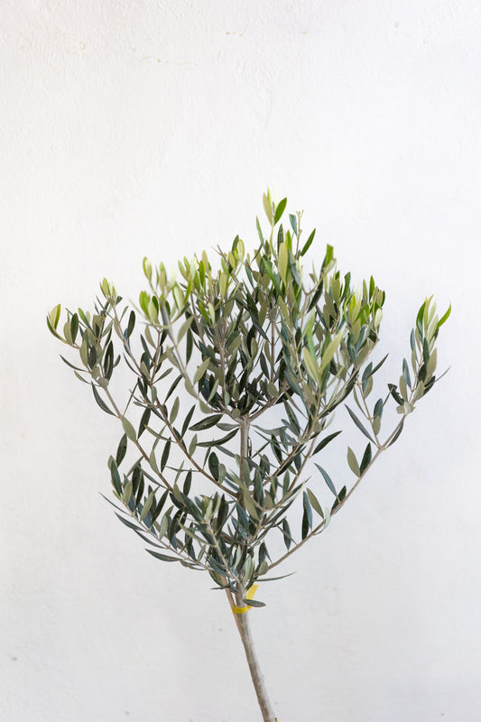 Olivo XL