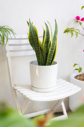 Macetero Sensation White L