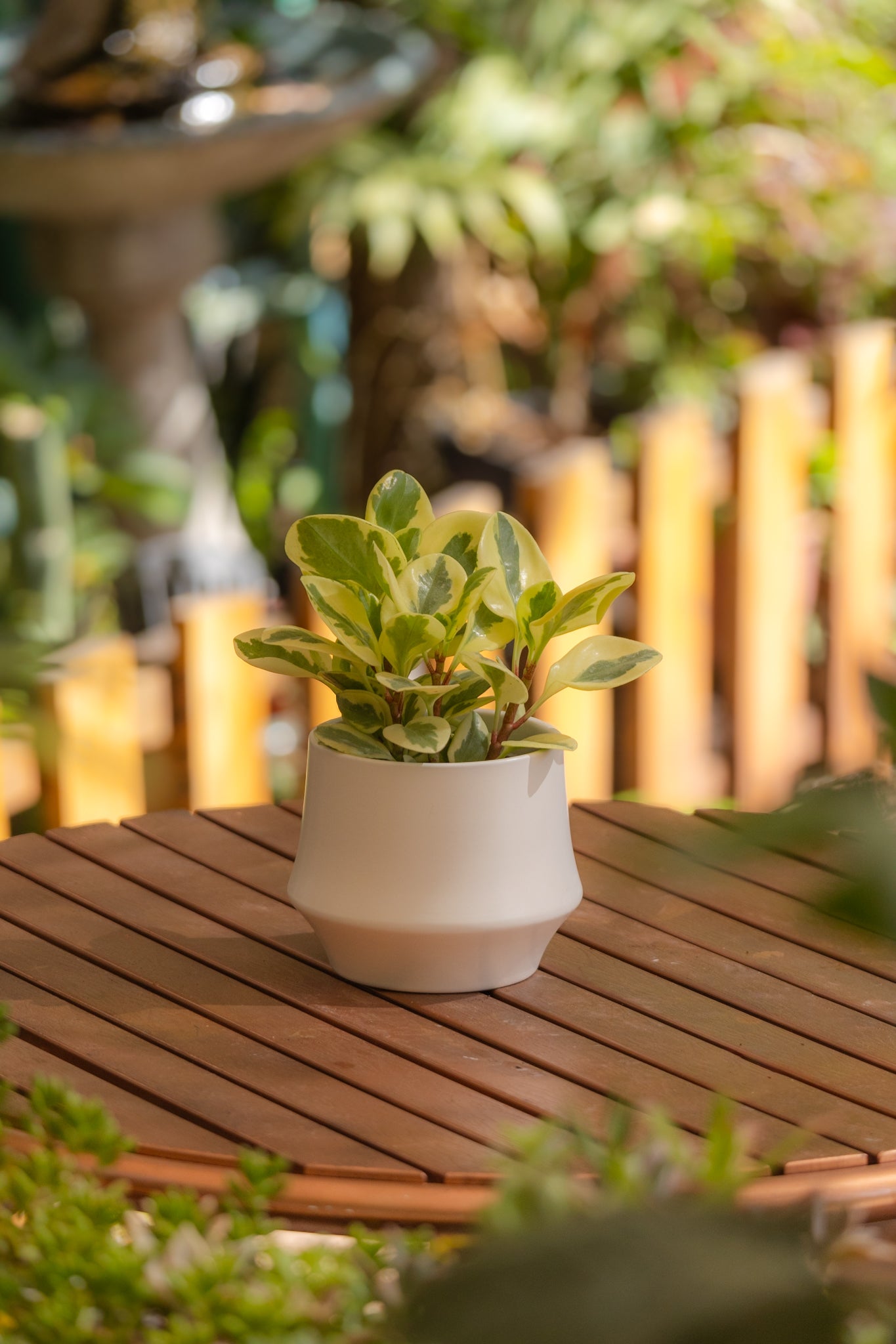 Peperomia Obtusifolia Variegada